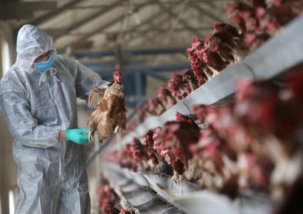 وزارة الزراعة الإسرائيلية تتمكن من السيطرة على انتشار انفلونزا الطيور