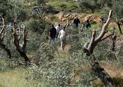 مستوطنون يقتلعون أشجار زيتون في مسافر يطا ويسرقونها