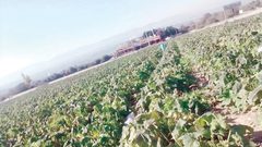 خبير زراعي: نطالب بوقفة جدية وتعويضات لما حصل من كوارث للمزارعين إثر الصقيع