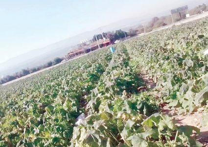 خبير زراعي: نطالب بوقفة جدية وتعويضات لما حصل من كوارث للمزارعين إثر الصقيع