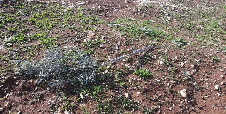 مستوطنون يقتلعون 300 شجرة زيتون غرب نابلس
