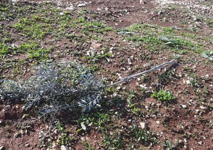 مستوطنون يقتلعون 300 شجرة زيتون غرب نابلس