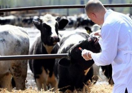 "الزراعة": "القلاعية" تحت السيطرة ولا علاقة للمرض بأسعار اللحوم