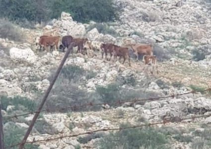 أبقار المستوطنين تخرب محاصيل المواطنين الحقلية في الأغوار الشمالية