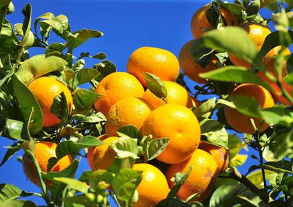 زراعة الاحتلال: أخطر مرض عالمي ينتشر ويدمر الحمضيات