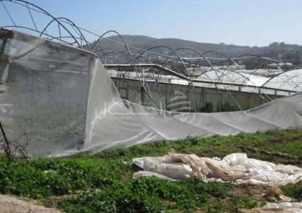 الرياح تلحق أضرارا في البيوت البلاستيكية شرق نابلس