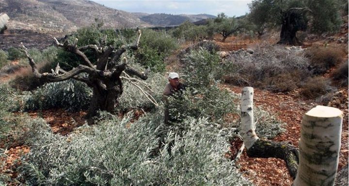 مستوطنون يدمرون أشجار زيتون شرق بيت لحم