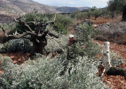 مستوطنون يدمرون أشجار زيتون شرق بيت لحم