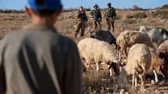 مستوطنون يسرقون رؤوسا من الماشية في سلفيت