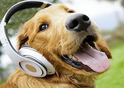 الكلاب تستطيع التفريق بين اللغات المختلفة