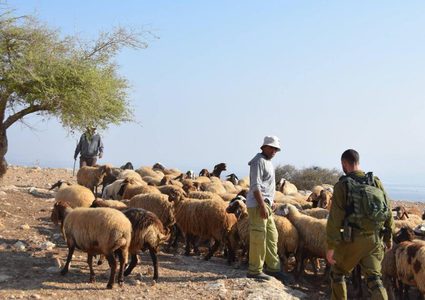 مستوطنون يطاردون رعاة المواشي شرق بيت لحم