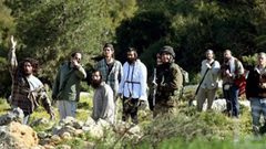 مستوطنون يقتلعون 60 غرسة زيتون في مسافر يطا