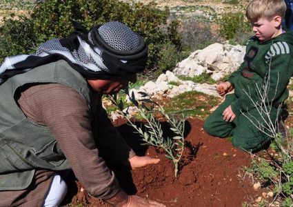 زراعة 100 شجرة زيتون في منطقة الرأس غرب سلفيت