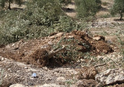مستوطنون يقتلعون 25 غرسة زيتون من أراضي بروقين غرب سلفيت
