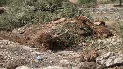 مستوطنون يقتلعون 25 غرسة زيتون من أراضي بروقين غرب سلفيت