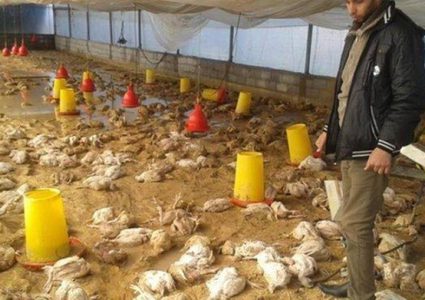 أسباب ارتفاع أسعار الخضار والدواجن والبيض في قطاع غزة