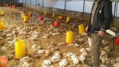 أسباب ارتفاع أسعار الخضار والدواجن والبيض في قطاع غزة