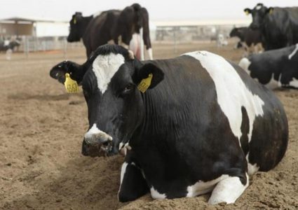 مستوطنون يطلقون أبقارهم لرعي المحاصيل البعلية للفلسطينيين في الأغوار الشمالية