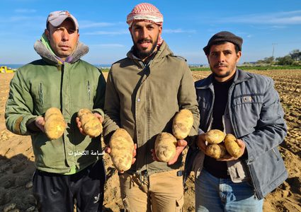 غزة: جولة في مزارع الخضراوات في ظل غلاء أسعارها- تصوير أسامة الكحلوت