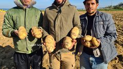 غزة: جولة في مزارع الخضراوات في ظل غلاء أسعارها