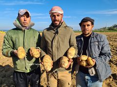 غزة: جولة في مزارع الخضراوات في ظل غلاء أسعارها- تصوير أسامة الكحلوت