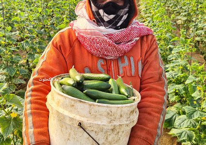غزة: جولة في مزارع الخضراوات في ظل غلاء أسعارها
