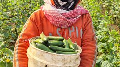 غزة: جولة في مزارع الخضراوات في ظل غلاء أسعارها