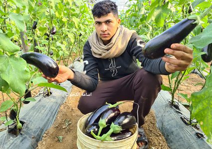 غزة: جولة في مزارع الخضراوات في ظل غلاء أسعارها