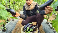 غزة: جولة في مزارع الخضراوات في ظل غلاء أسعارها