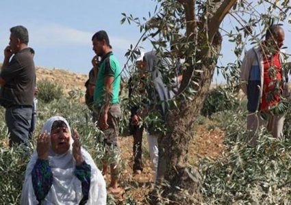 سلفيت: مستوطنون يقتلعون 60 غرسة زيتون ويحطمون غرفة زراعية