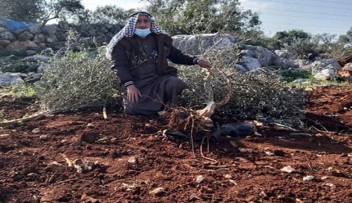 مستوطنون يقتلعون ويكسرون 110 غرسات زيتون غرب سلفيت