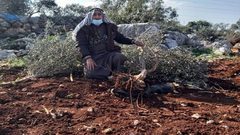 مستوطنون يقتلعون ويكسرون 110 غرسات زيتون غرب سلفيت