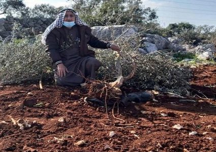 مستوطنون يقتلعون ويكسرون 110 غرسات زيتون غرب سلفيت