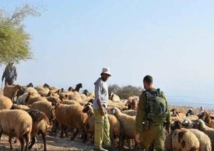 مستوطنون يعتدون على راعي أغنام شرق بيت لحم وقوات الاحتلال تعتقله