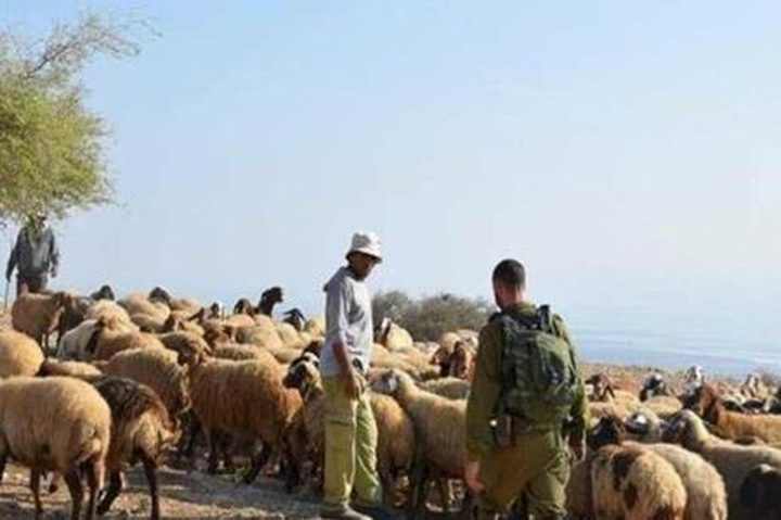 مستوطنون يعتدون على راعي أغنام شرق بيت لحم وقوات الاحتلال تعتقله