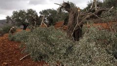 مستوطنون يقتلعون عشرات أشجار الزيتون في بلدة صوريف