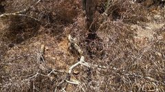 مستوطنون يقطعون نحو 80 شجرة زيتون شرق سلفيت