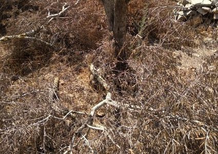 مستوطنون يقطعون نحو 80 شجرة زيتون شرق سلفيت