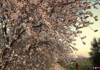 حقول اللوز الجميلة تُزهر في بلدة عبسان الكبيرة شرقي محافظة خان يونس جنوبي قطاع غزة- تصوير هاني الشاعر