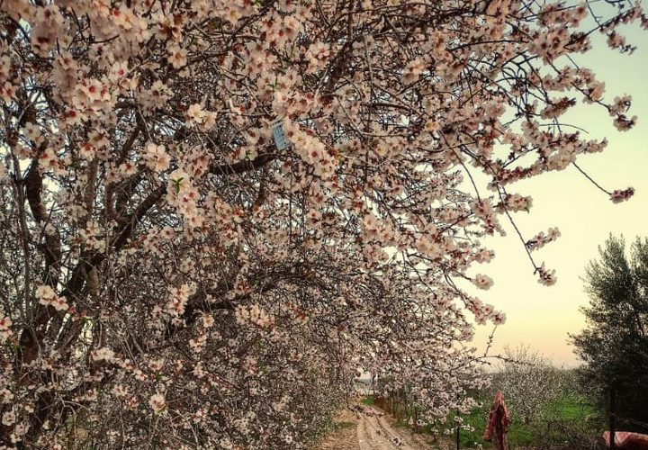 حقول اللوز الجميلة تُزهر في بلدة عبسان الكبيرة شرقي محافظة خان يونس جنوبي قطاع غزة- تصوير هاني الشاعر