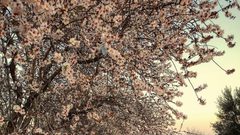 حقول اللوز الجميلة تُزهر في بلدة عبسان الكبيرة شرقي محافظة خان يونس جنوبي قطاع غزة- تصوير هاني الشاعر