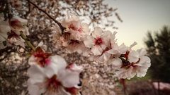 حقول اللوز الجميلة تُزهر في بلدة عبسان الكبيرة شرقي محافظة خان يونس جنوبي قطاع غزة- تصوير هاني الشاعر