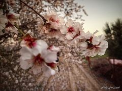 حقول اللوز الجميلة تُزهر في بلدة عبسان الكبيرة شرقي محافظة خان يونس جنوبي قطاع غزة- تصوير هاني الشاعر