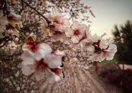 حقول اللوز الجميلة تُزهر في بلدة عبسان الكبيرة شرقي محافظة خان يونس جنوبي قطاع غزة- تصوير هاني الشاعر
