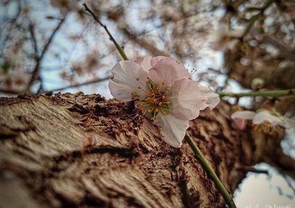 حقول اللوز تُزهر في بلدة عبسان الكبيرة شرقي محافظة خان يونس