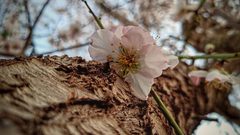 حقول اللوز الجميلة تُزهر في بلدة عبسان الكبيرة شرقي محافظة خان يونس جنوبي قطاع غزة- تصوير هاني الشاعر