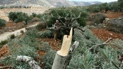 مستوطنون يقتلعون 40 شجرة زيتون ويجرفون مساحات من أراضي شوفة
