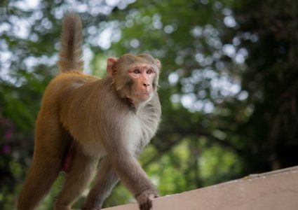 شركة موسك لزرع رقائق الدماغ تؤكد نفوق القردة في تجربتها!