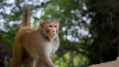 شركة موسك لزرع رقائق الدماغ تؤكد نفوق القردة في تجربتها!