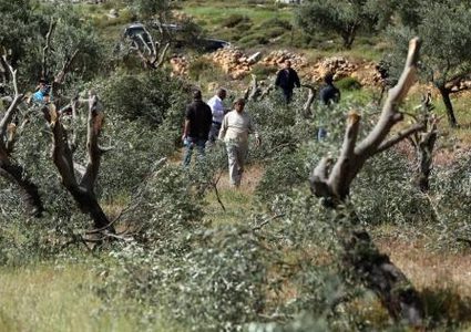 مستوطنون يقتلعون 50 شجرة زيتون ويجرفون عبّارات وطرقا زراعية في كفر الديك